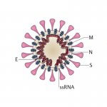 新型冠状病毒N蛋白