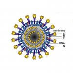 新型冠状病毒S蛋白