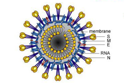 新型冠状病毒S蛋白