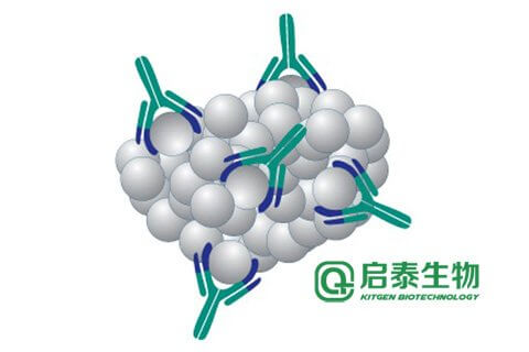 艾滋抗体,p24抗体,HIVP24抗体