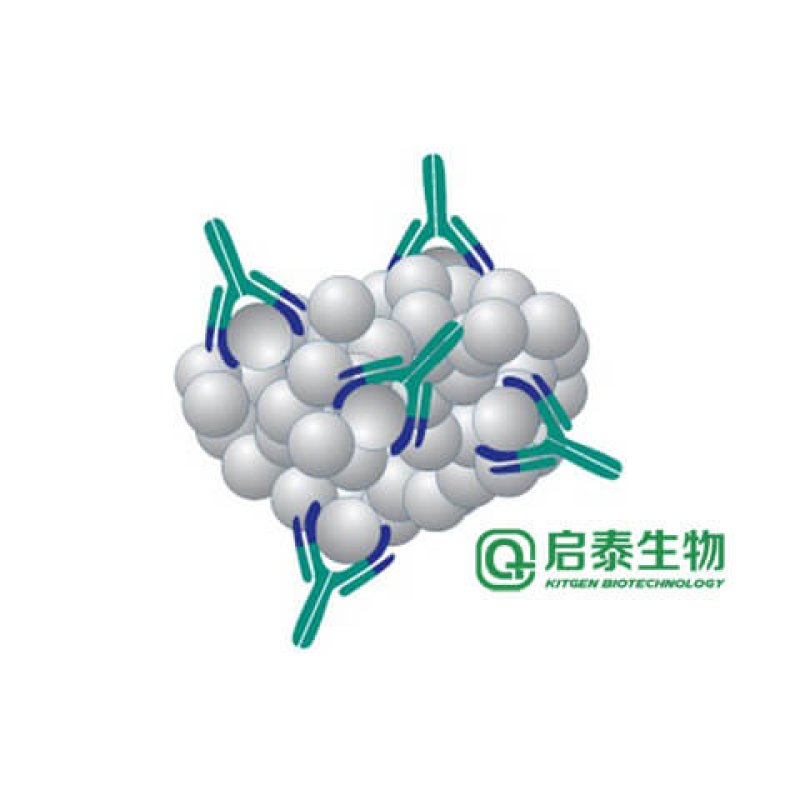 白介素6(IL-6)抗原