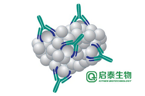 白介素6(IL-6)抗体